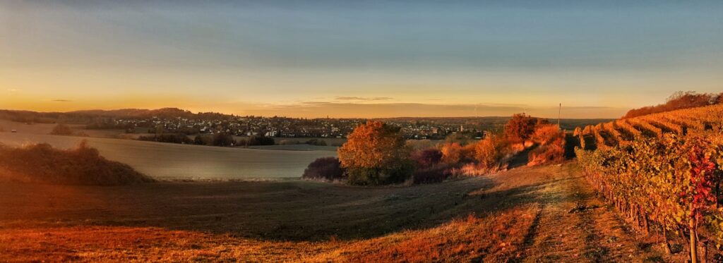 Weingut in der abendsonne